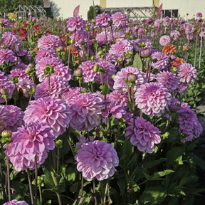 Dahlia Pink Pop - Dahlias - Fluwel
