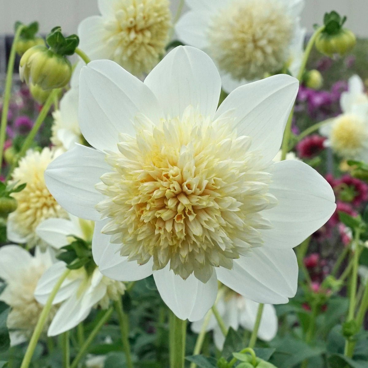 Dahlia Platinum Blonde - witte dahlia - Fluwel