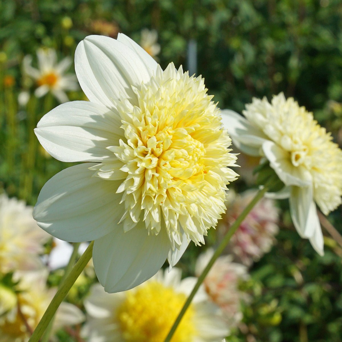 Dahlia Platinum Blonde - witte dahlia - Fluwel