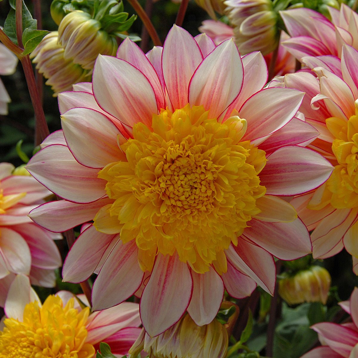 Dahlia Polka - meerkleurige dahlia - Fluwel