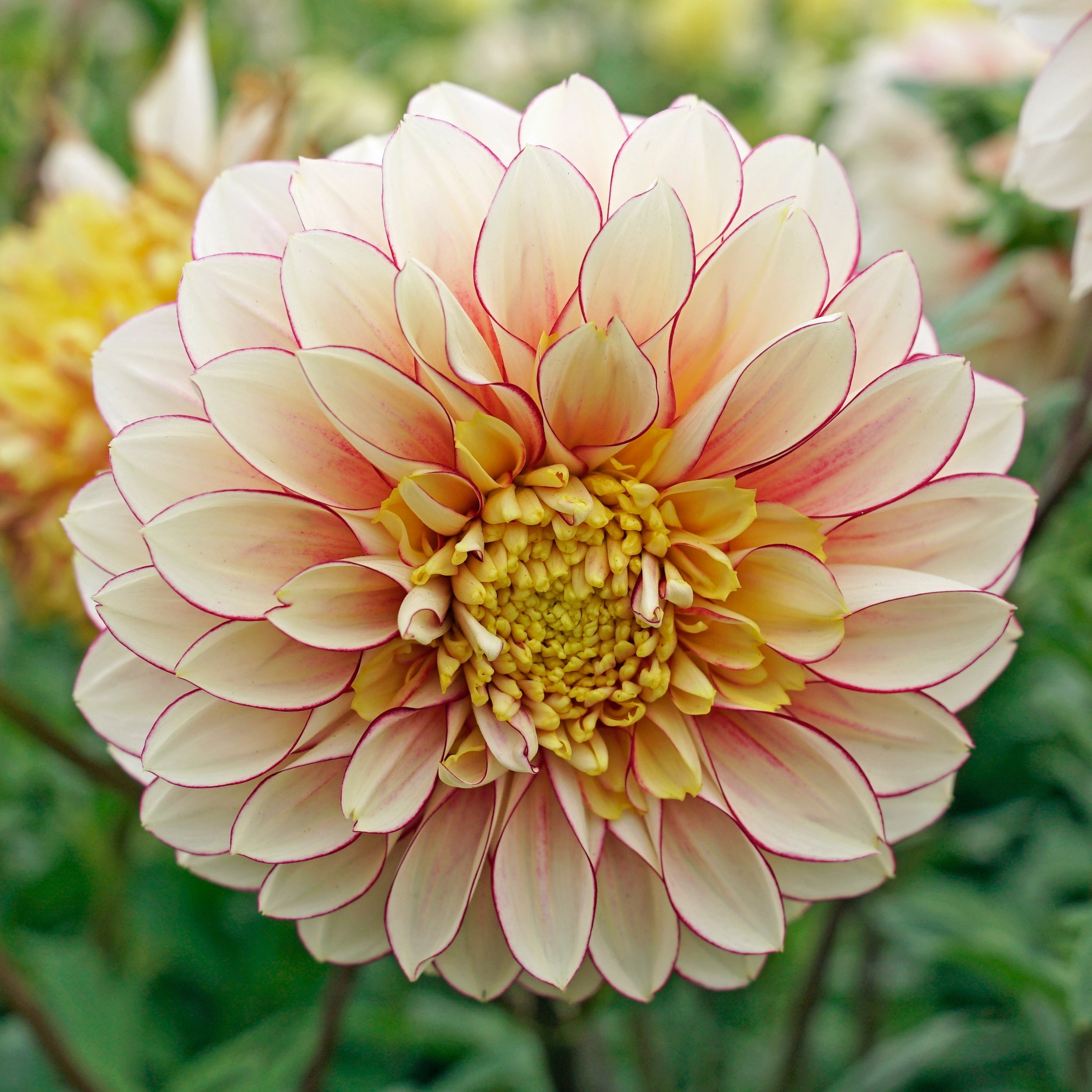 Dahlia Polka - meerkleurige dahlia - Fluwel