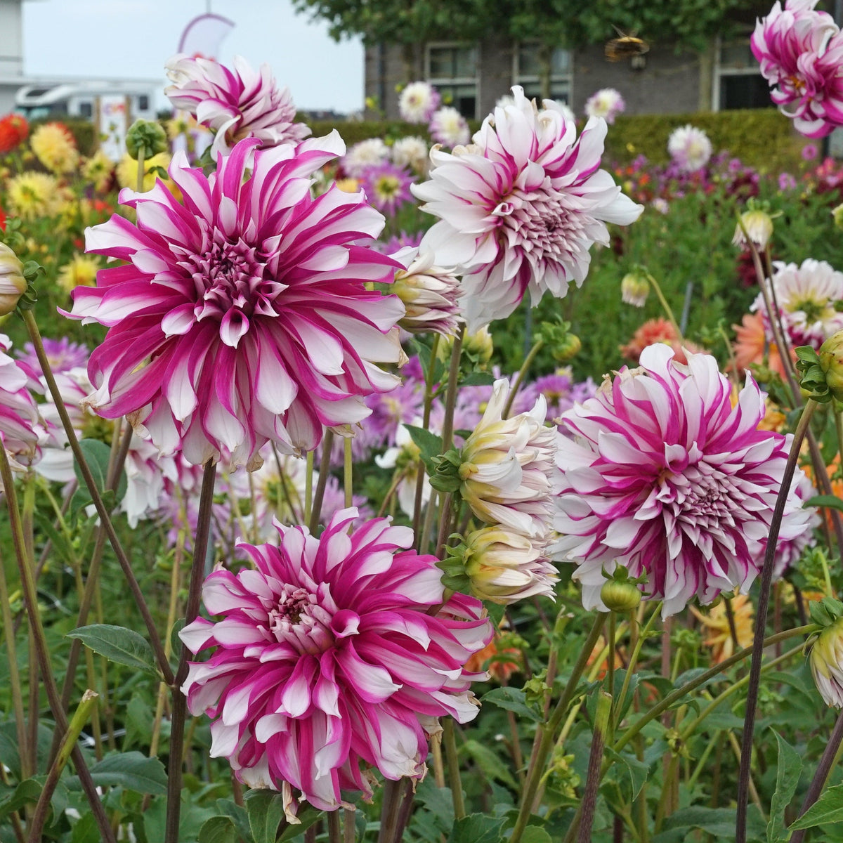 Dahlia Radegast - meerkleurige dahlia - Fluwel