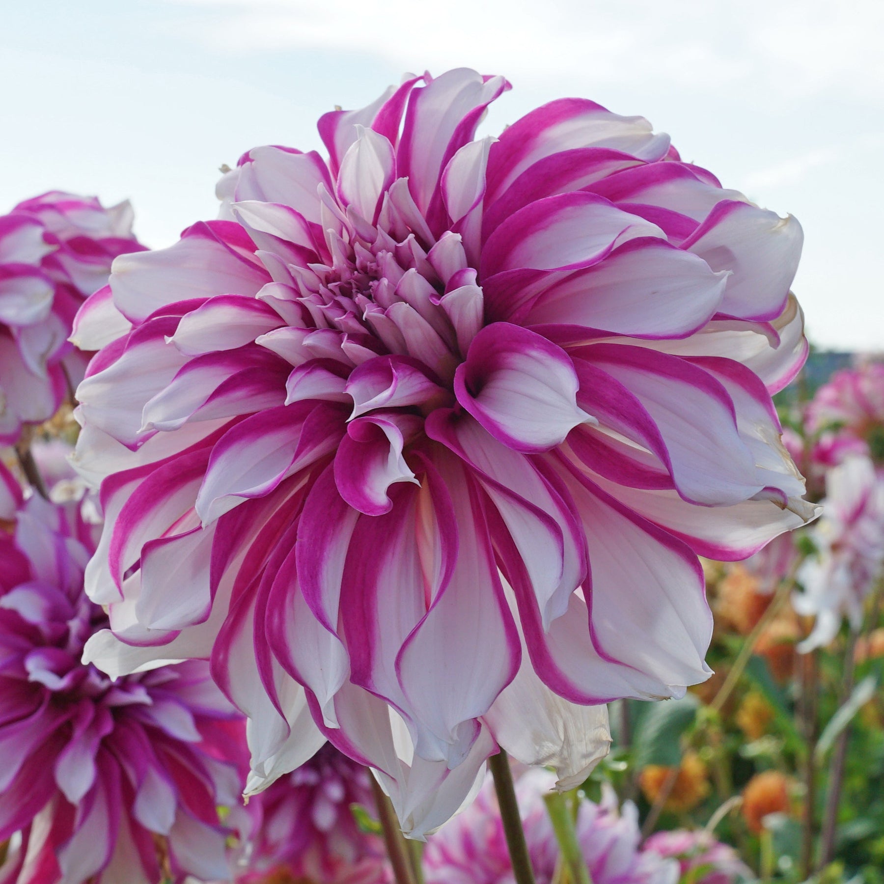Rady エレガンスフラワー 100×135cm Buy Dahlia 'Radegast' tubers | Fluwel