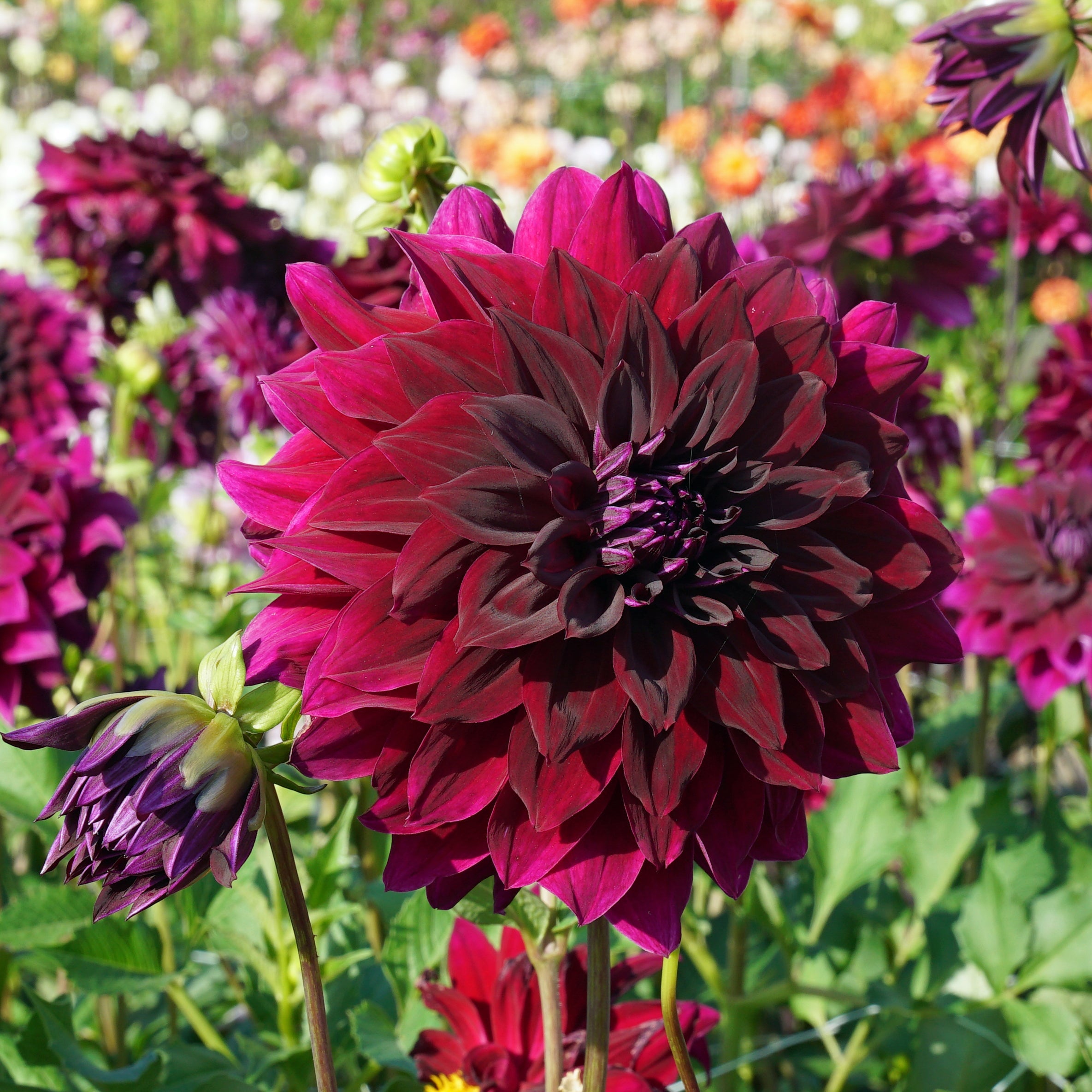 Dahlia Rip City - rode dahlia - Fluwel