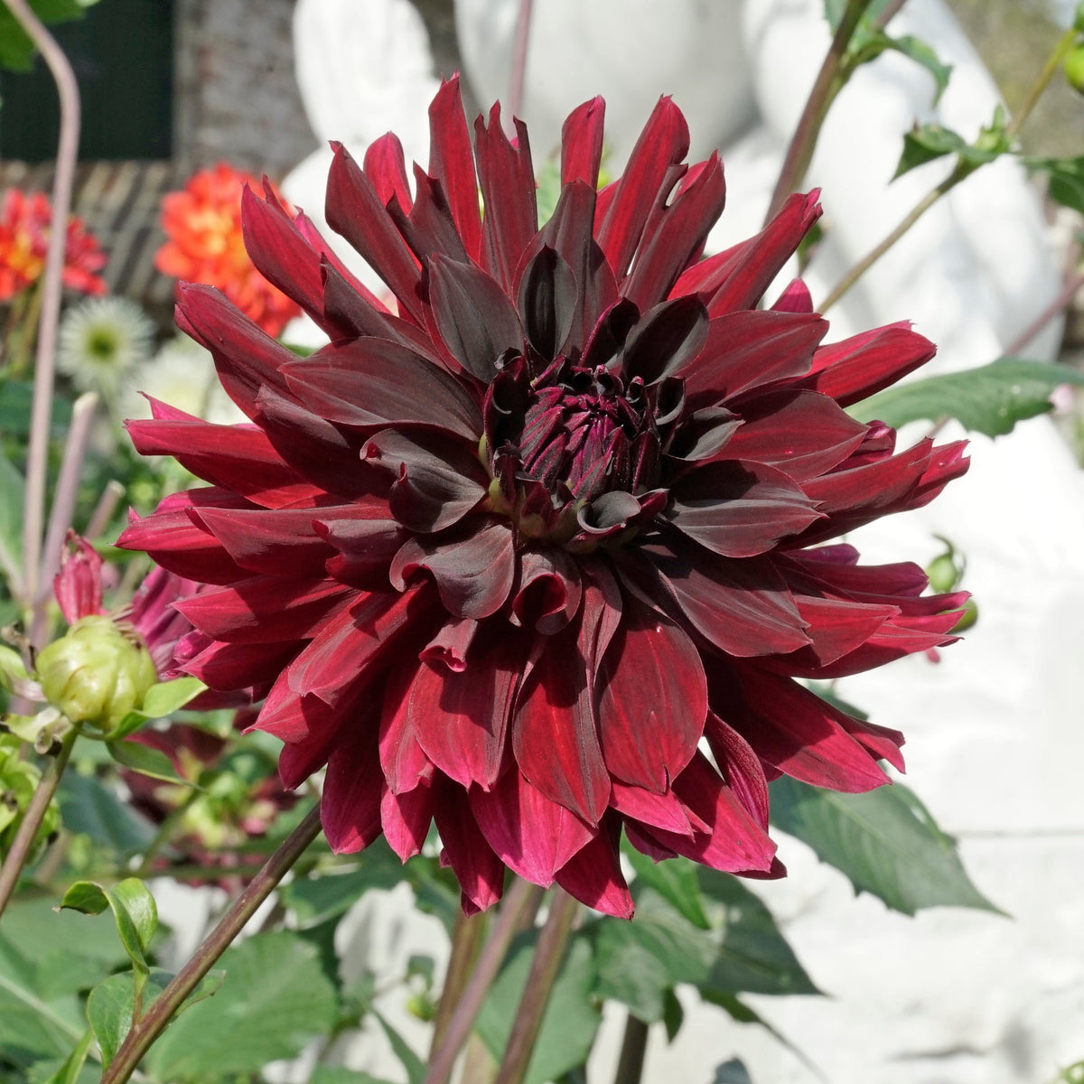 Dahlia Rip City - rode dahlia - Fluwel