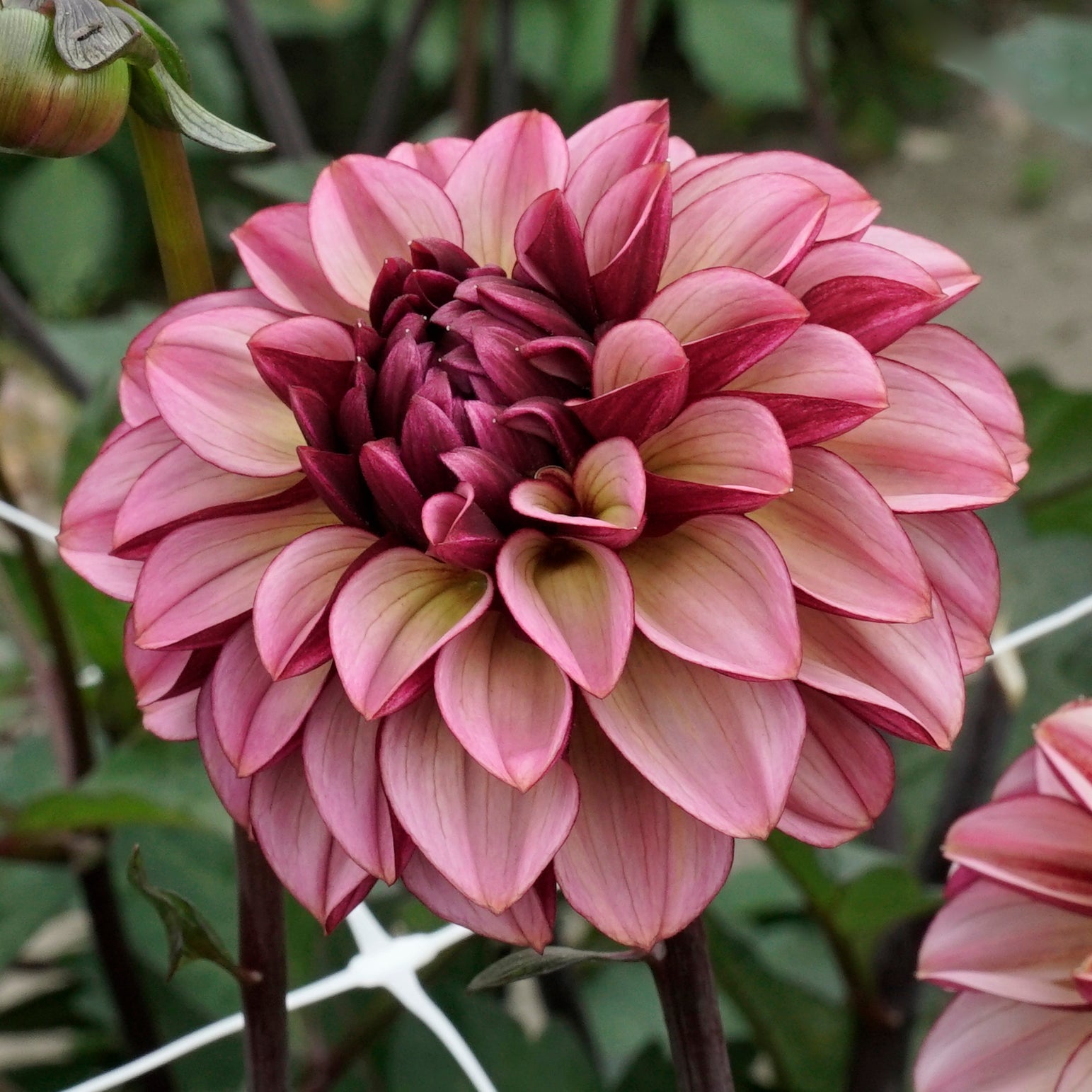 Dahlia Seniors Hope - meerkleurige dahlia - Fluwel