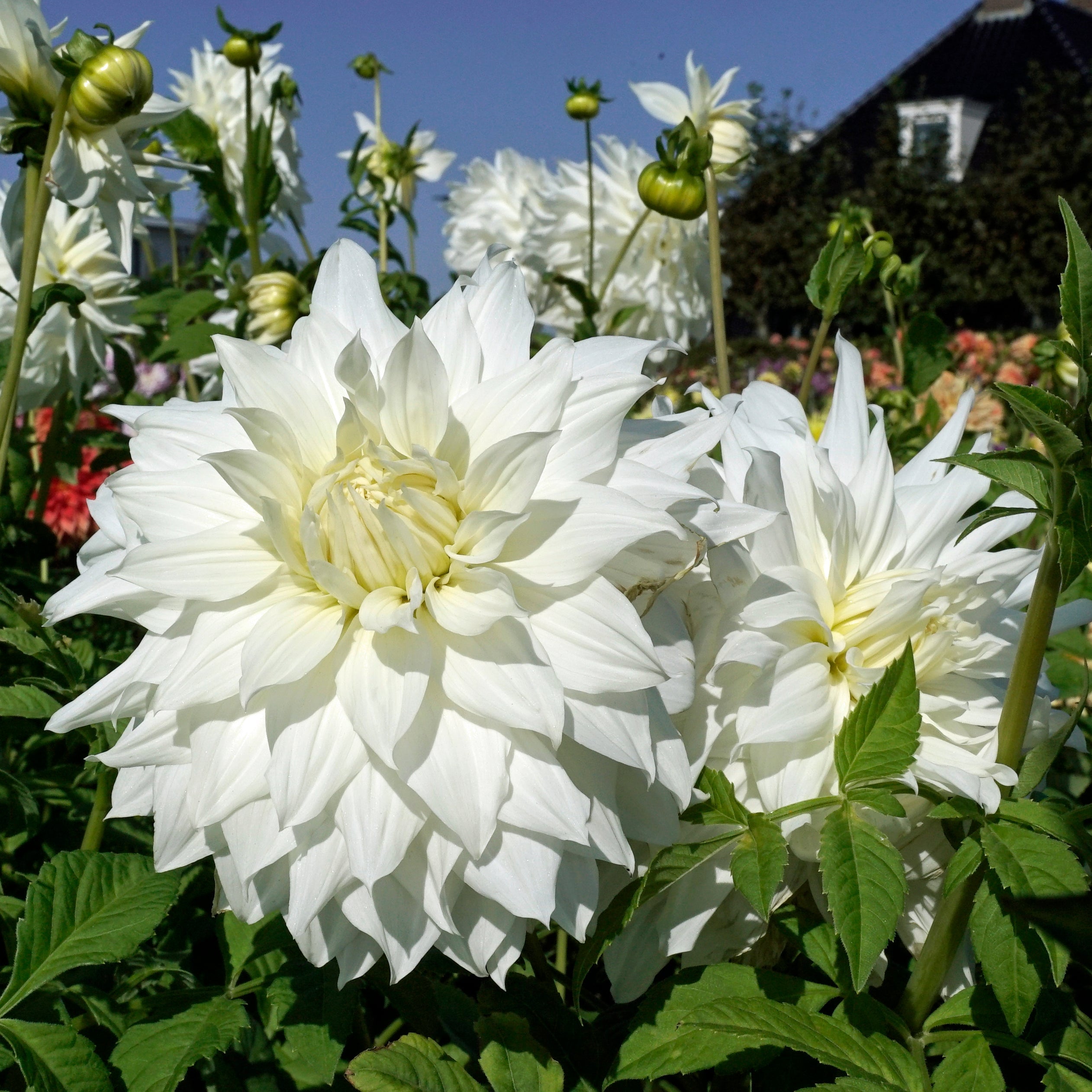 Dahlia Snowbound - witte dahlia - Fluwel