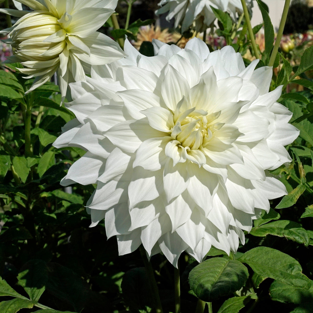 Dahlia Snowbound - witte dahlia - Fluwel