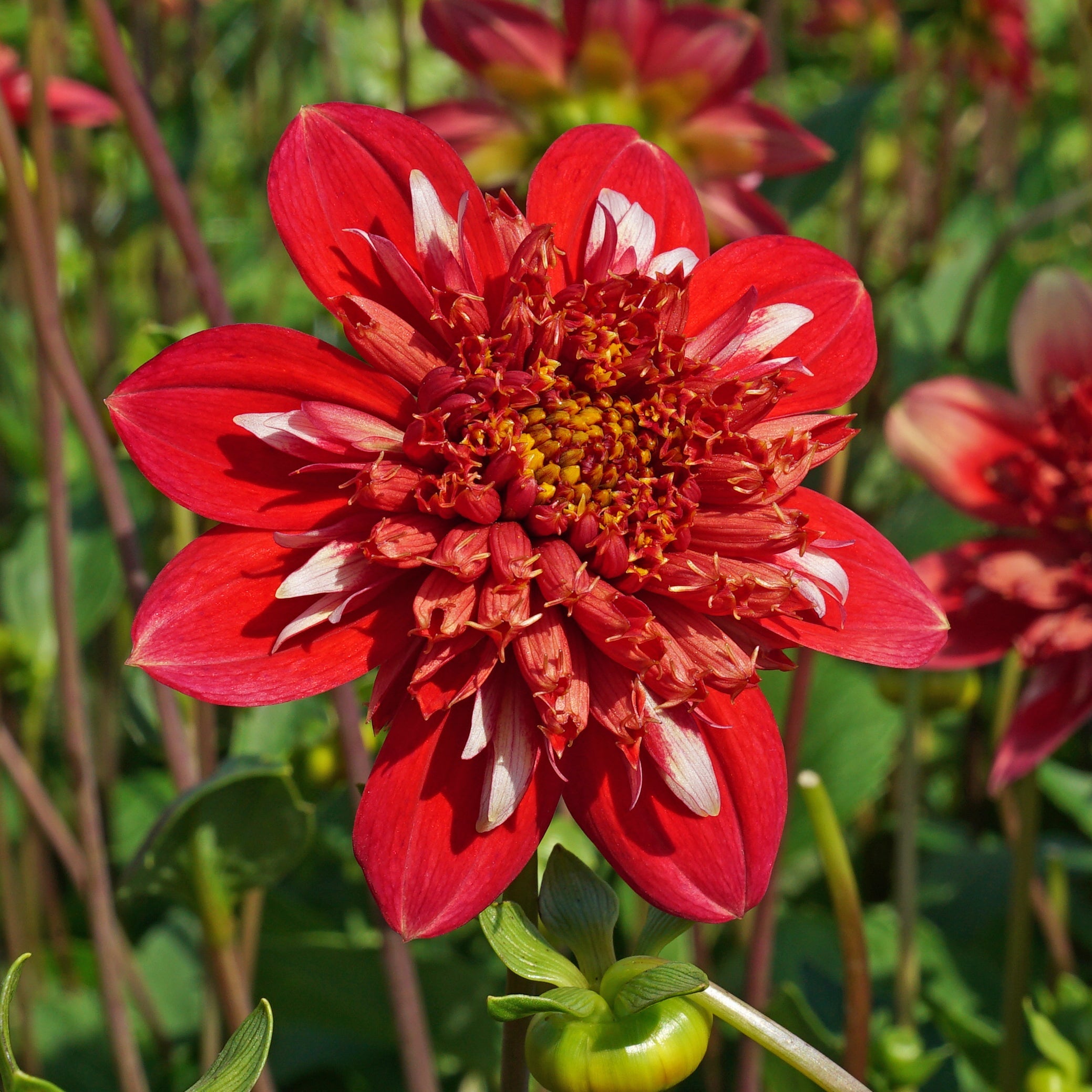 Dahlia Speech - meerkleurige dahlia - Fluwel