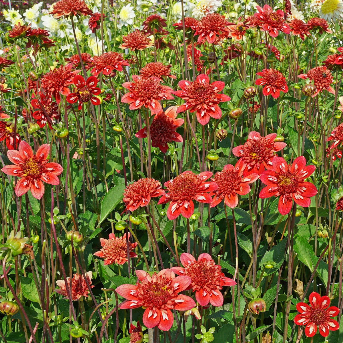 Dahlia Speech - meerkleurige dahlia - Fluwel
