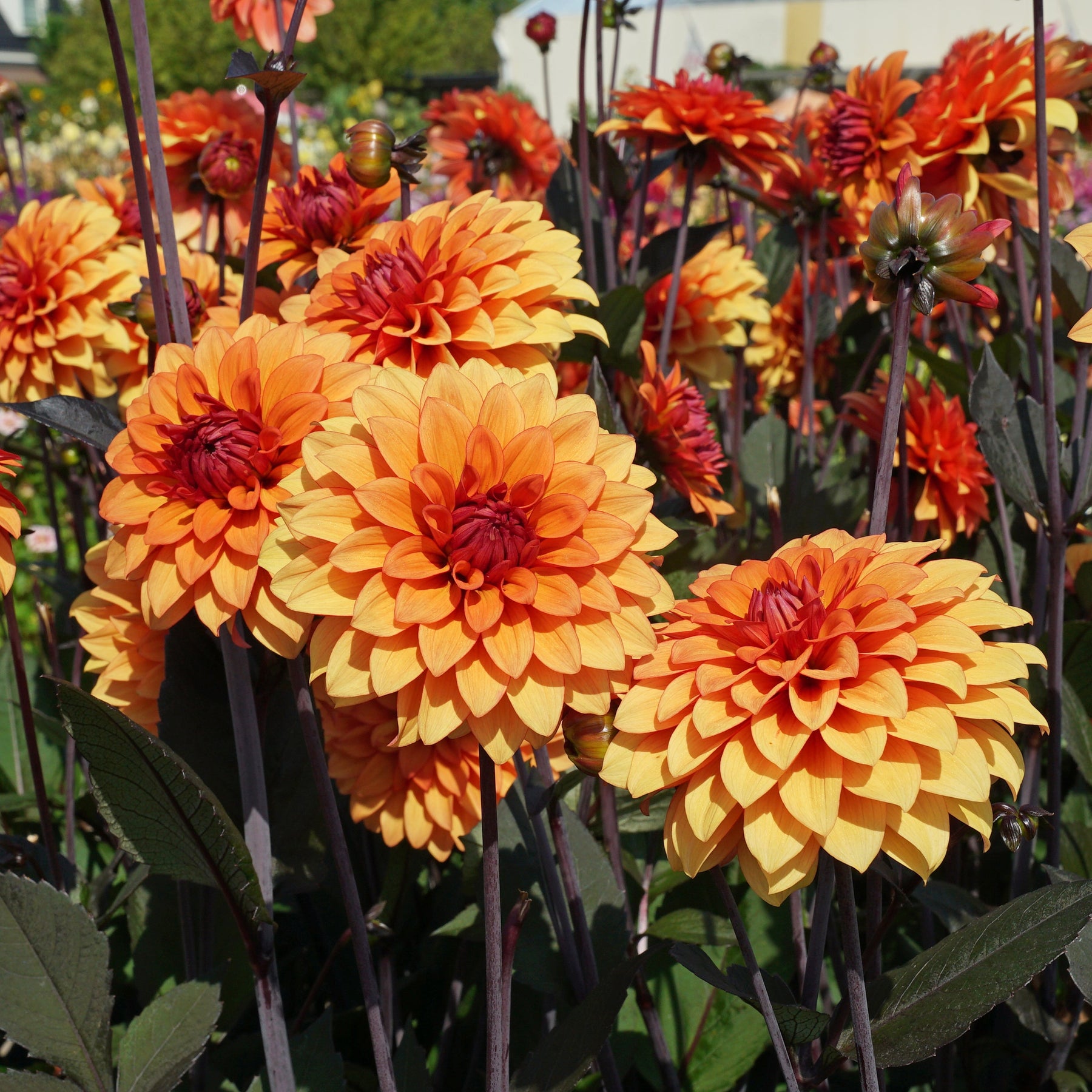 Dahlia Statue of Orange - Dahlias - Fluwel
