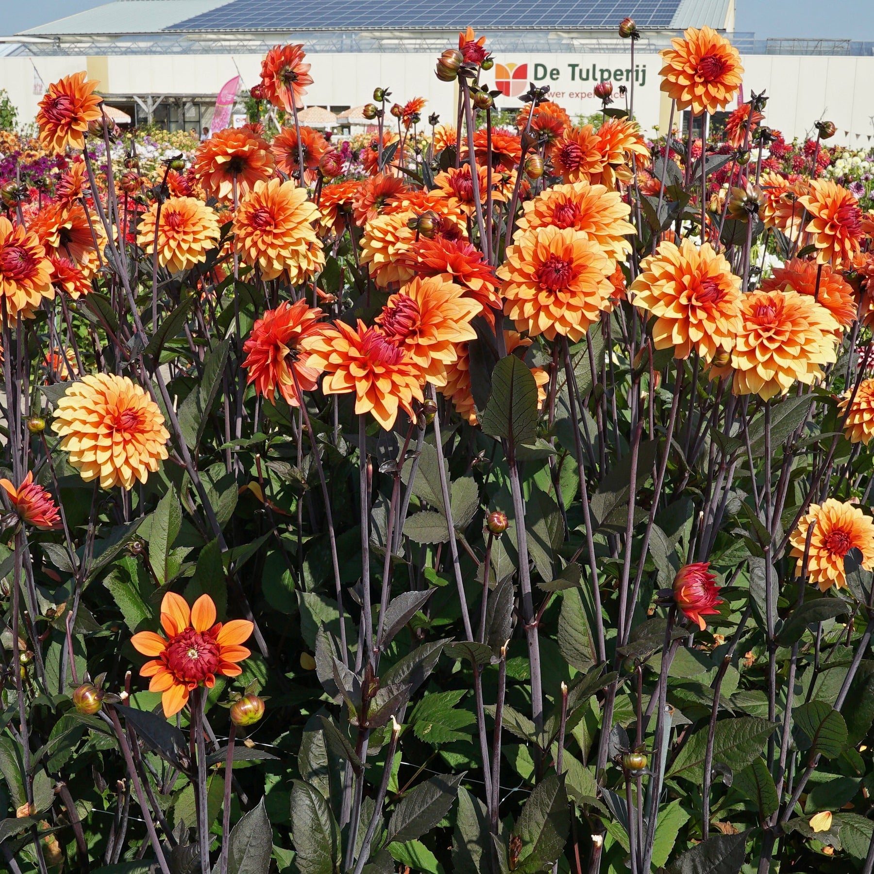 Dahlia Statue of Orange - Dahlias - Fluwel