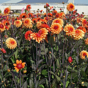 Dahlia Statue of Orange - Dahlias - Fluwel