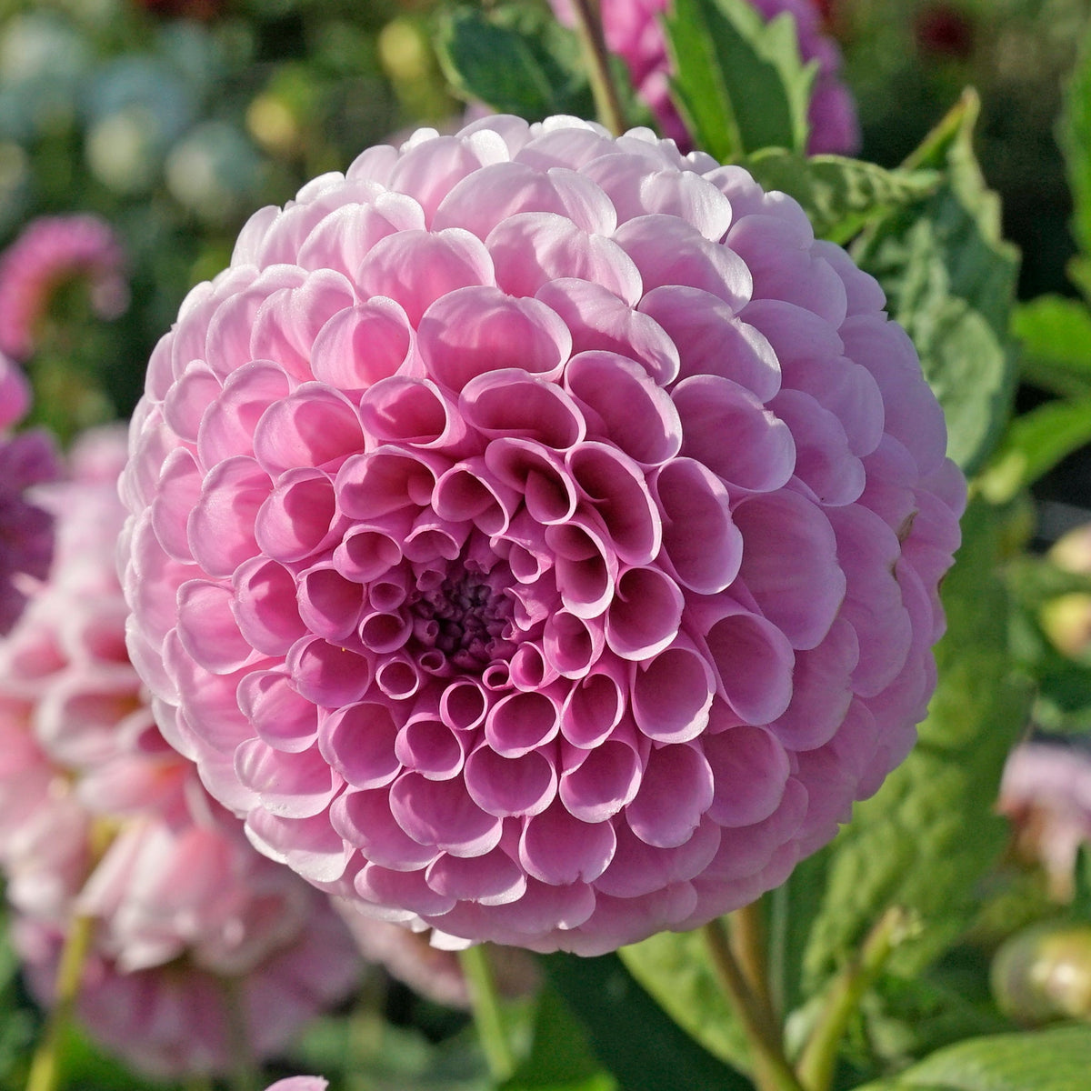Dahlia Stolze von Berlin - Dahlias - Fluwel