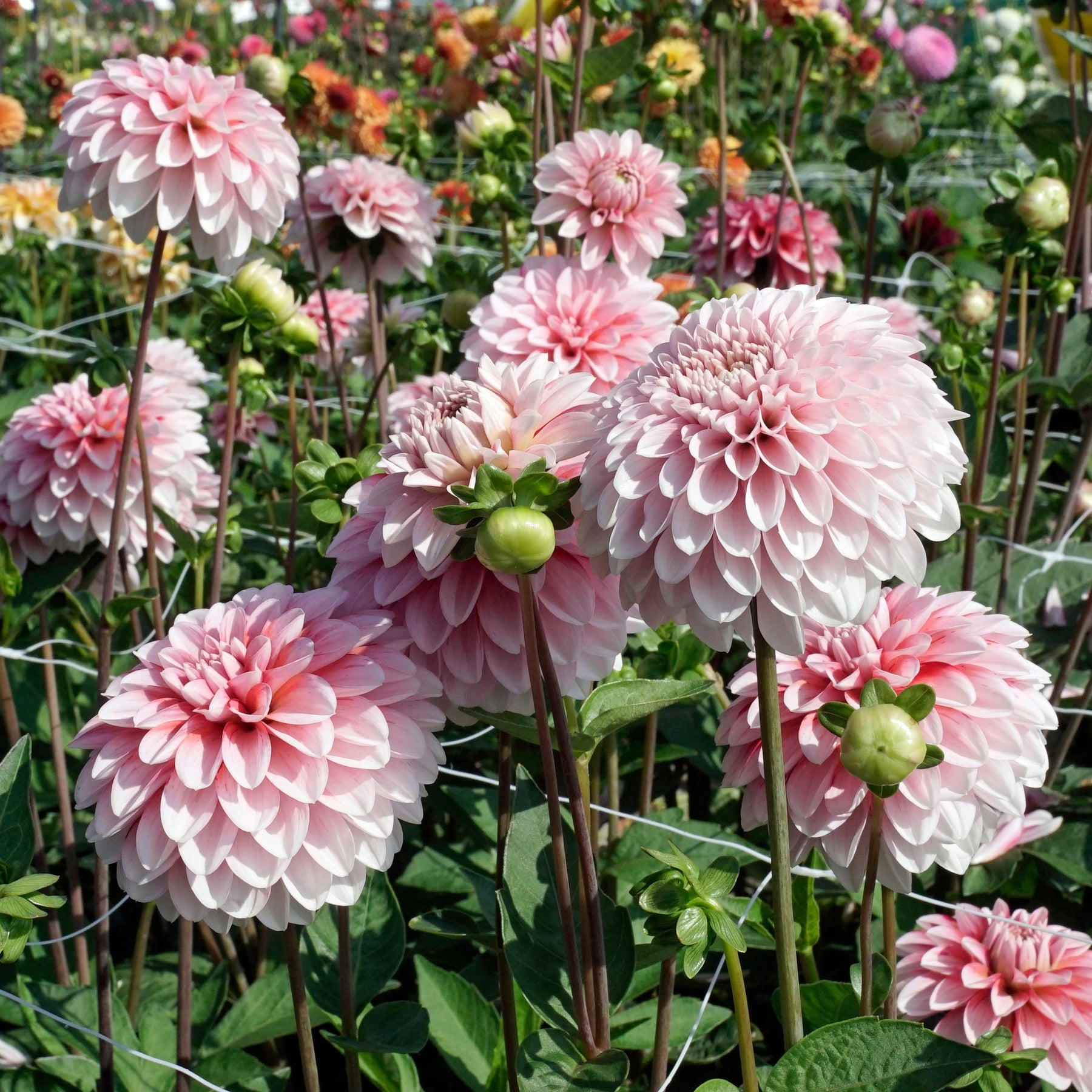 Dahlia Strawberry Cream - Dahlias - Fluwel
