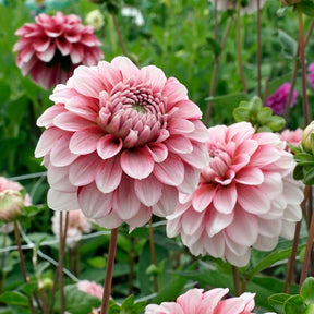 Dahlia Strawberry Cream - Dahlias - Fluwel
