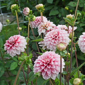 Dahlia Strawberry Cream - Dahlias - Fluwel