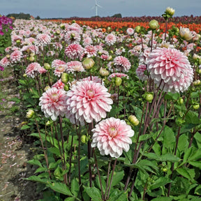 Dahlia Strawberry Cream - Dahlias - Fluwel