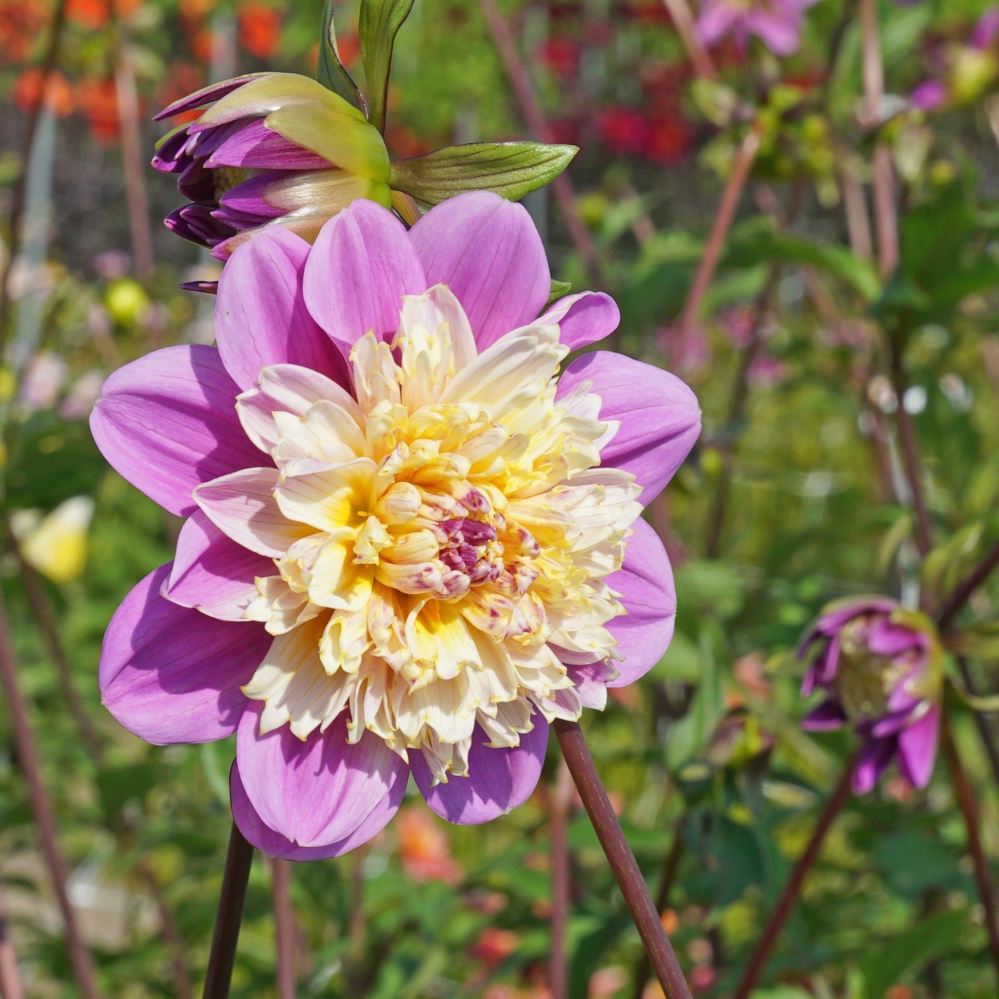 Dahlia Take Off - roze dahlia - Fluwel