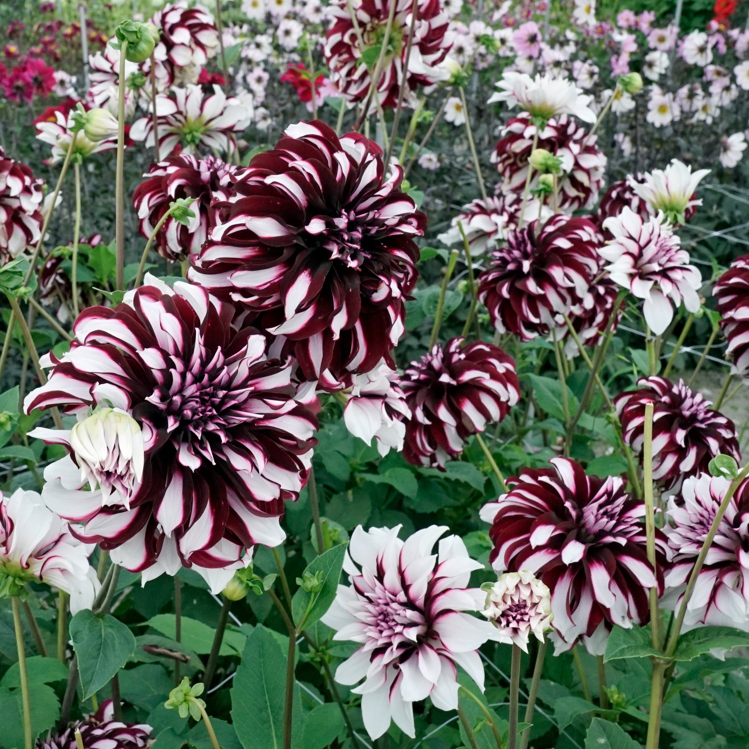 Dahlia Tartan - meerkleurige dahlia - Fluwel
