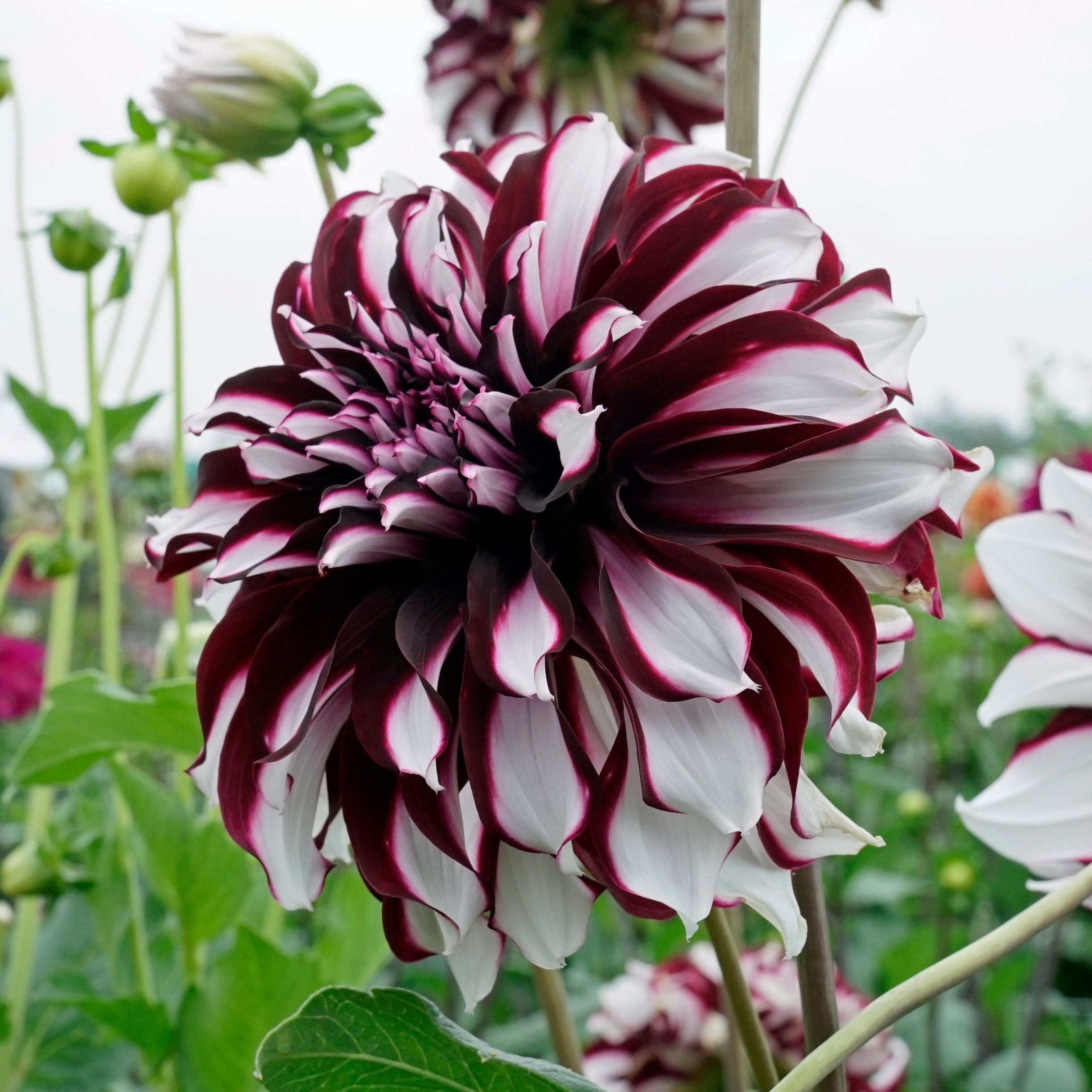Dahlia Tartan - meerkleurige dahlia - Fluwel