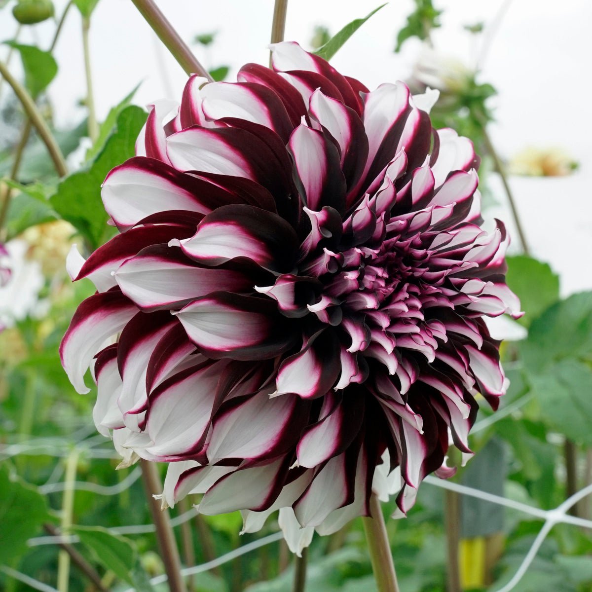 Dahlia Tartan - meerkleurige dahlia - Fluwel