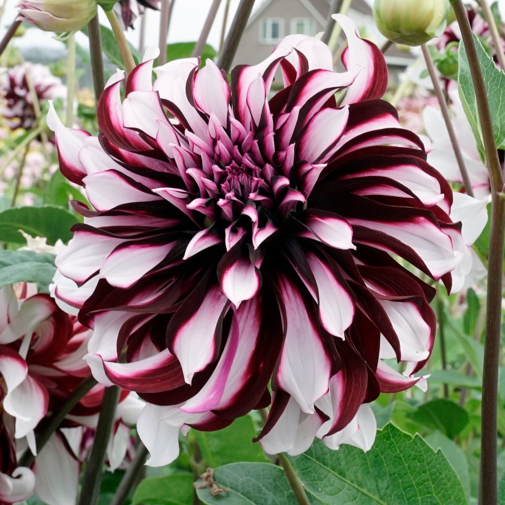 Dahlia Tartan - meerkleurige dahlia - Fluwel