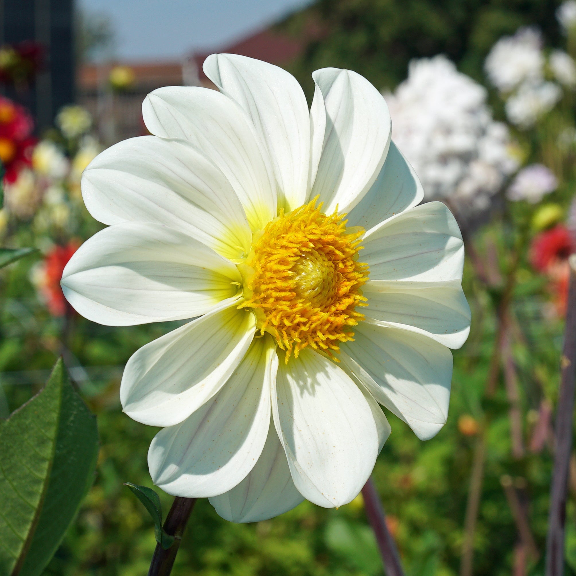 Dahlia White Emperor - witte dahlia - Fluwel