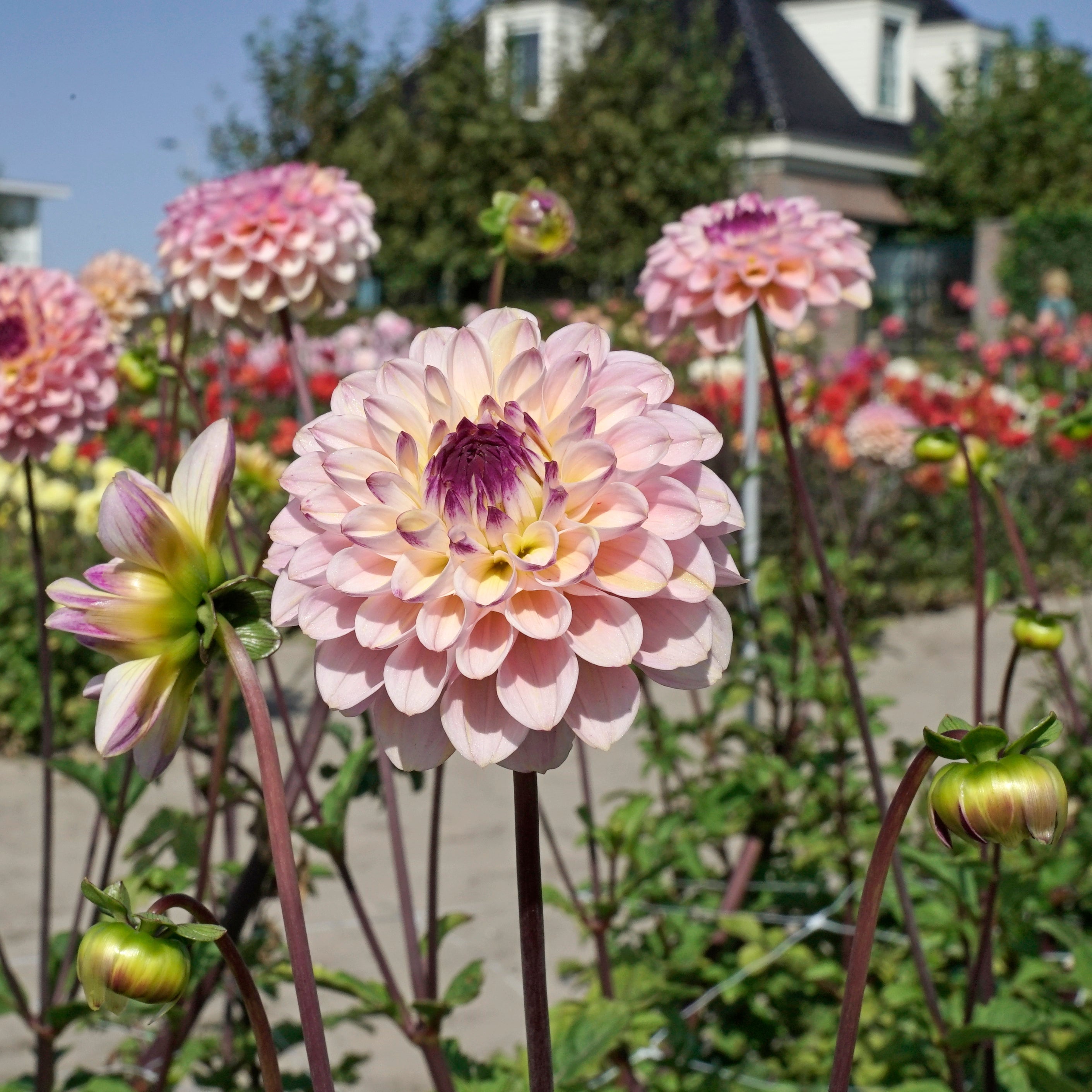 Dahlia Wine Eyed Jill - meerkleurige dahlia - Fluwel