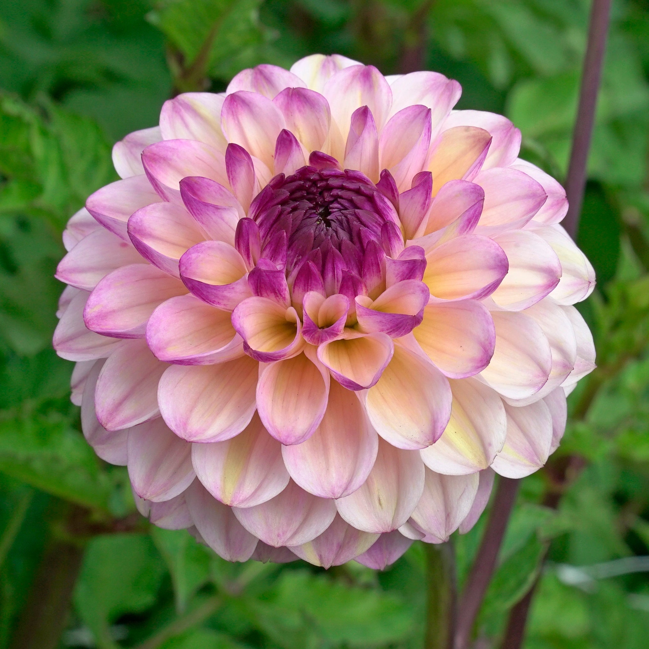 Dahlia Wine Eyed Jill - meerkleurige dahlia - Fluwel