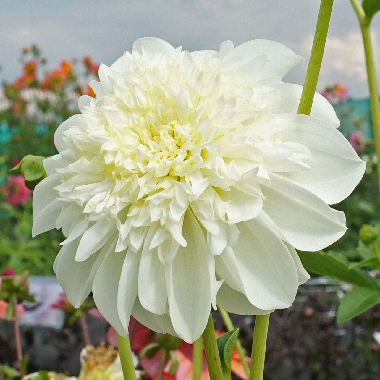Dahlia Zahra - witte dahlia - Fluwel