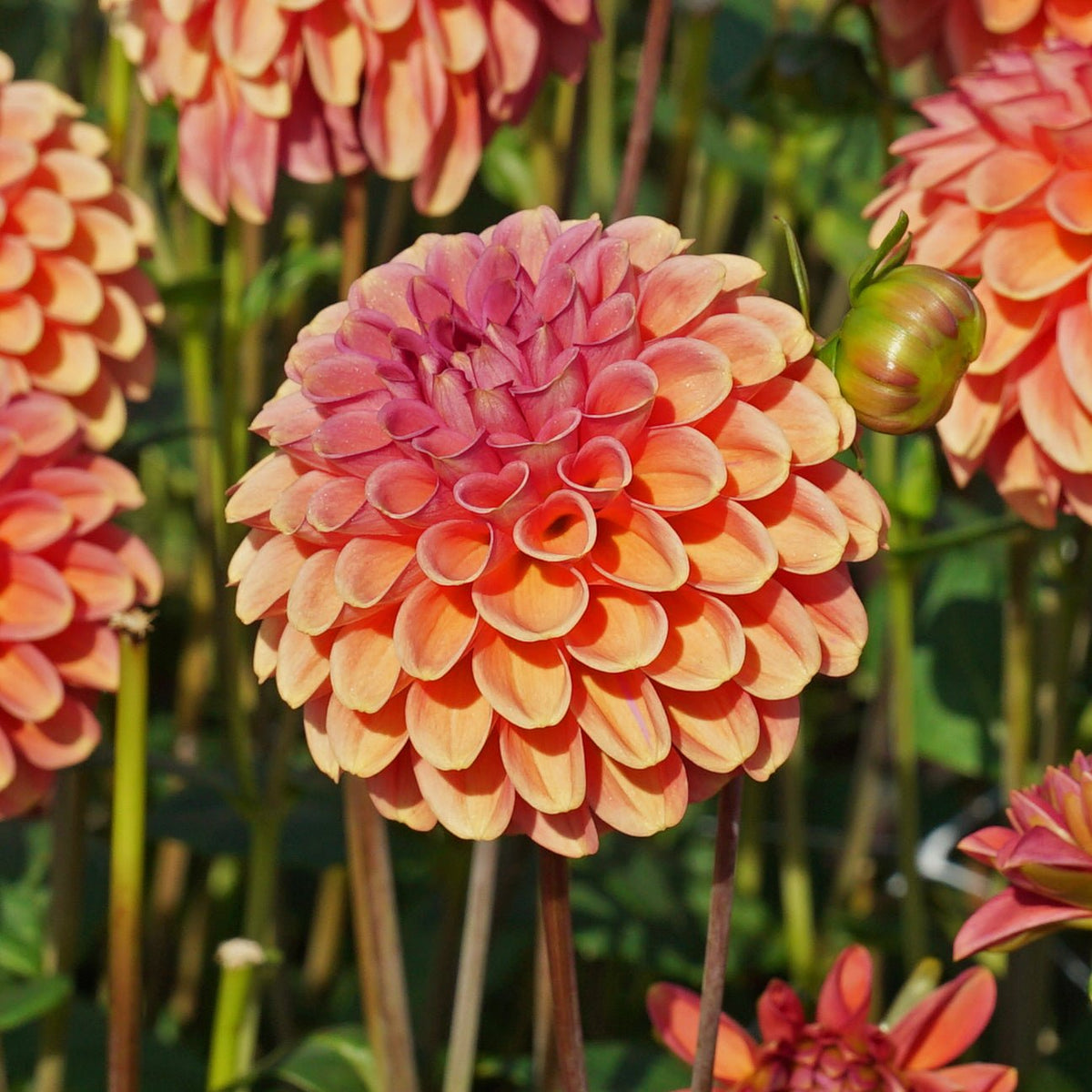 Dahlia Zundert Mystery Fox - oranje dahlia - Fluwel