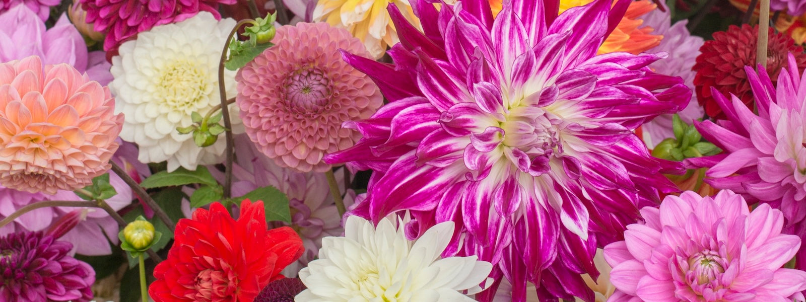 A slider picture for dahlia mix