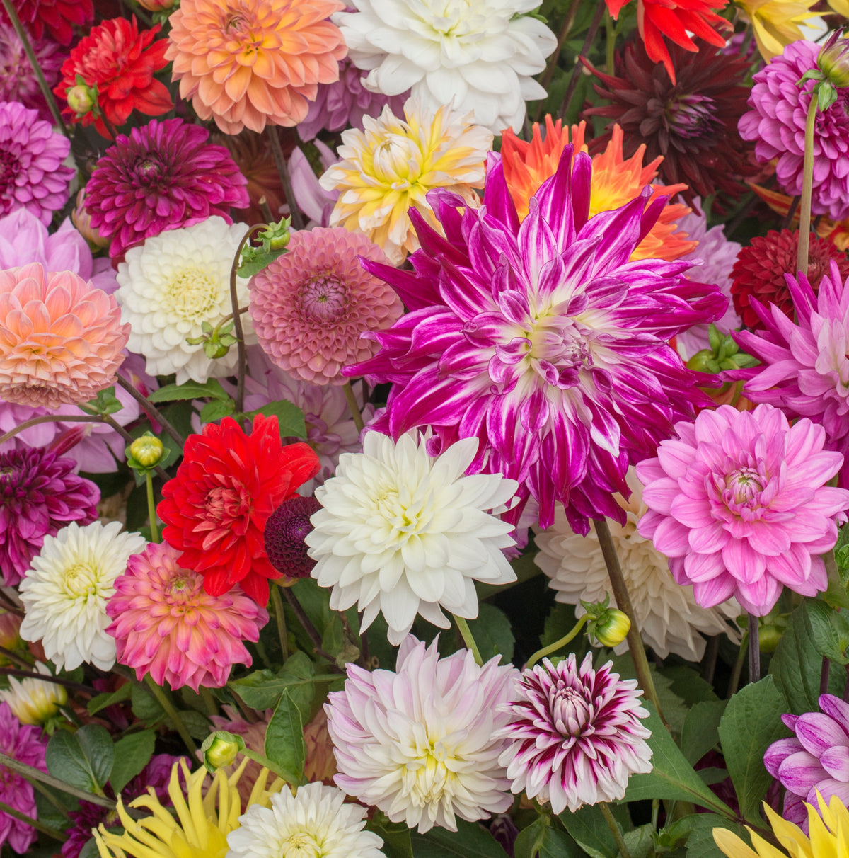 Dahlia Super Mix
