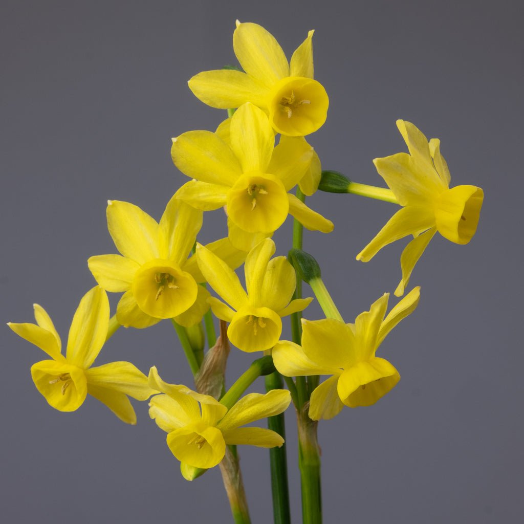 Dainty Monique - Special Narcissus - Fluwel