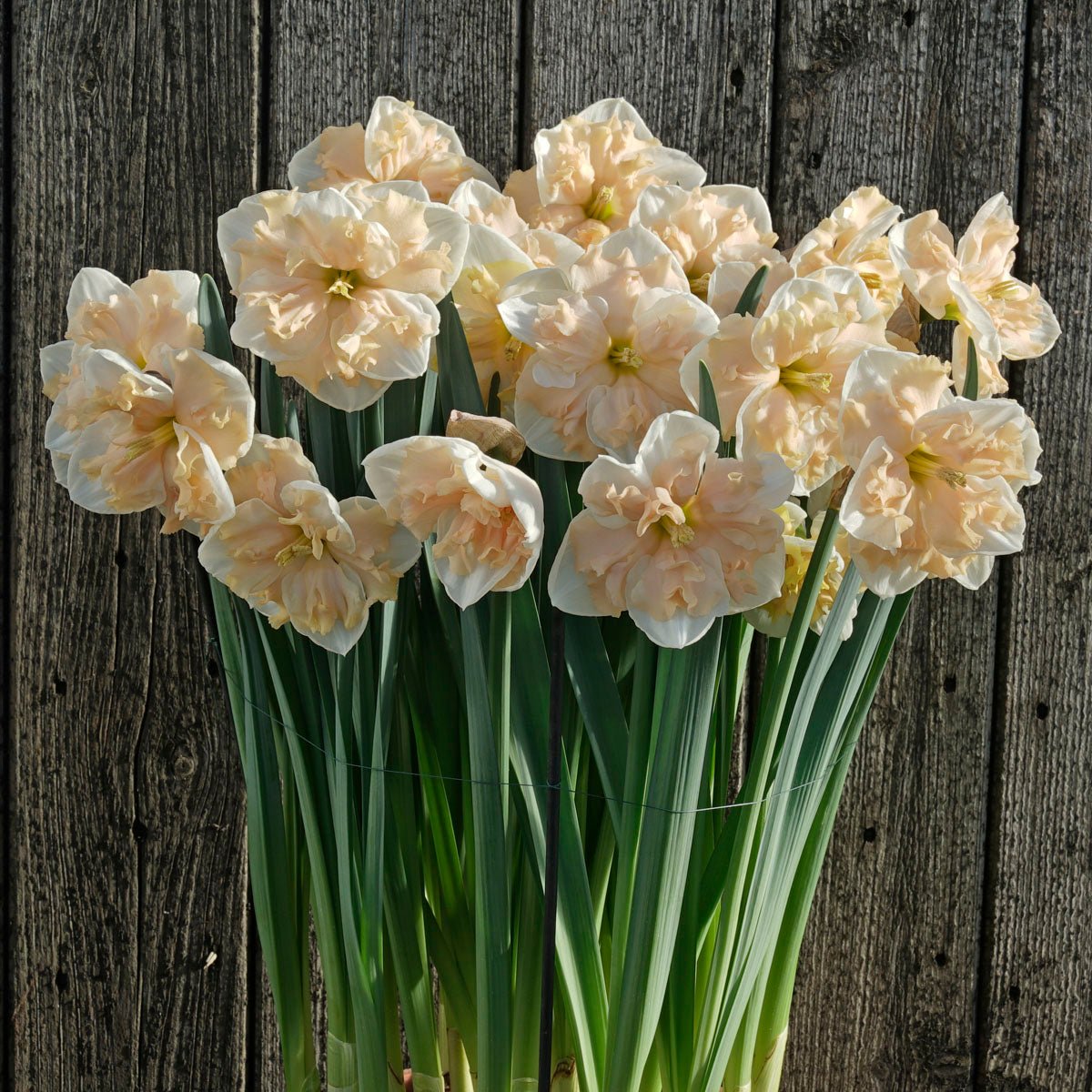 Dance all Day - meerkleurige Split-cupped narcis - Fluwel