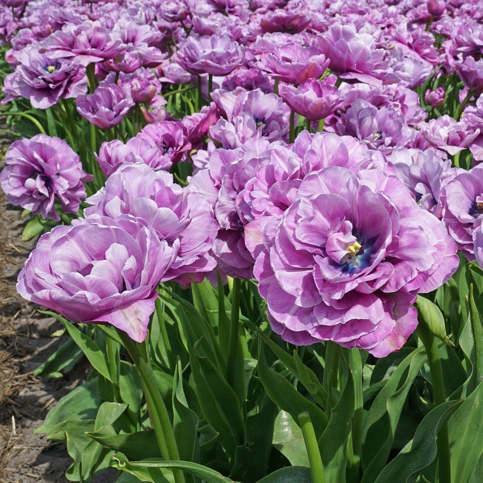 Dancing Passion - Tulips - Fluwel