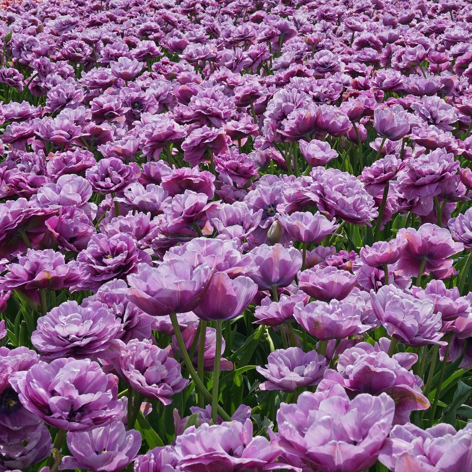 Dancing Passion - Tulips - Fluwel
