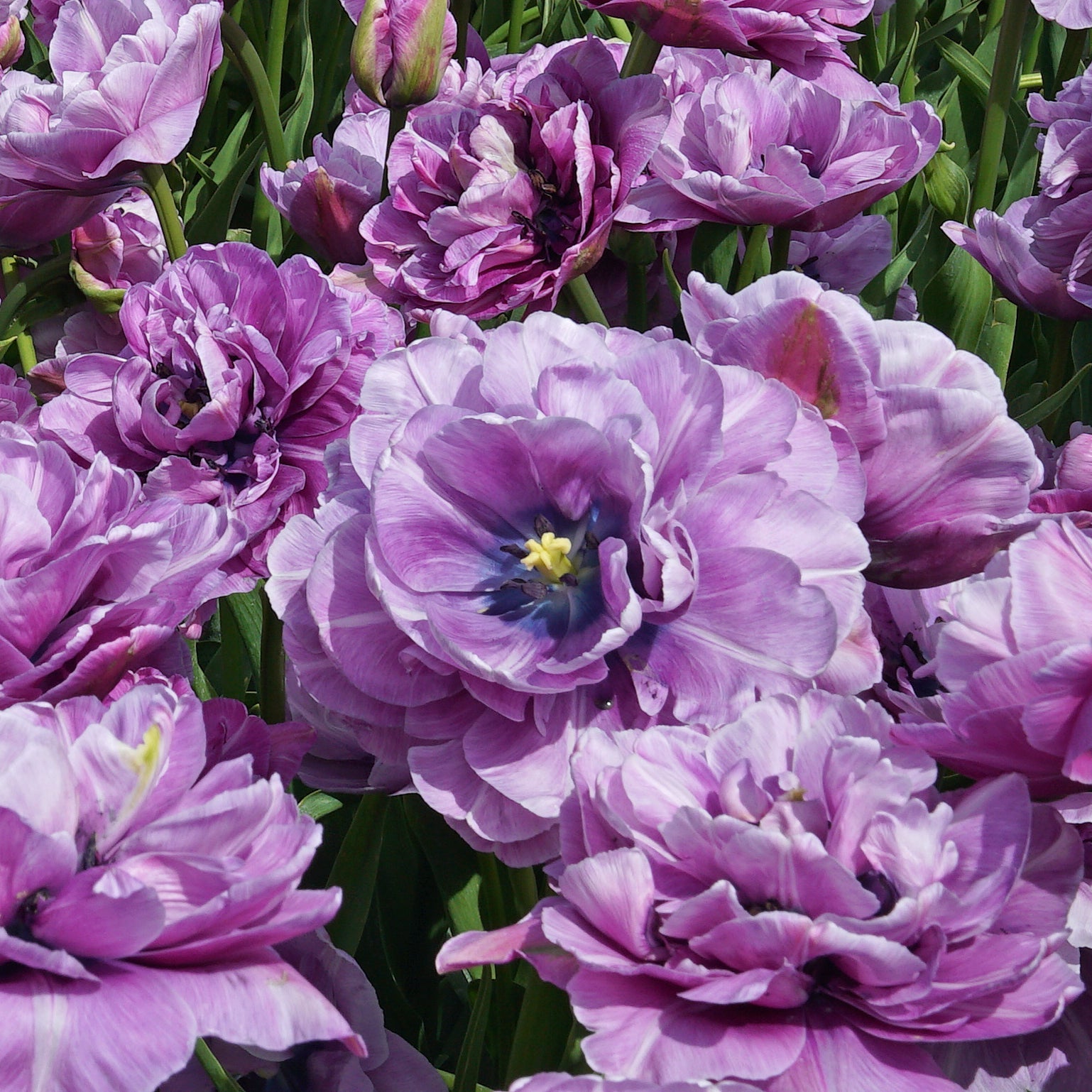 Dancing Passion - Tulips - Fluwel