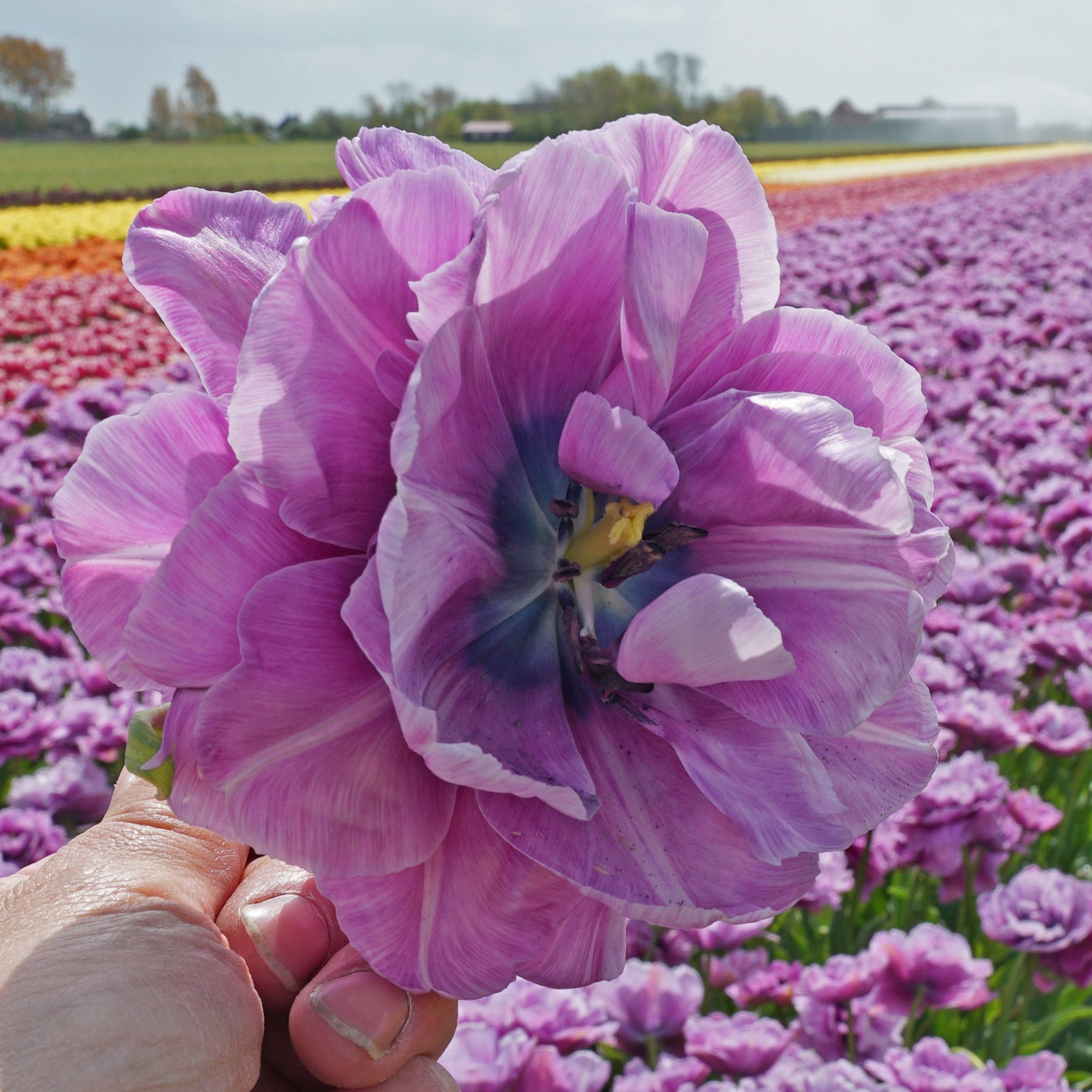 Dancing Passion - Tulips - Fluwel