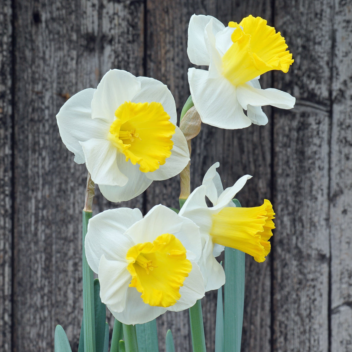 Daylight Delight - wit-gele Triandrus narcis - Fluwel