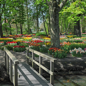 De Doos - Bundle - Fluwel