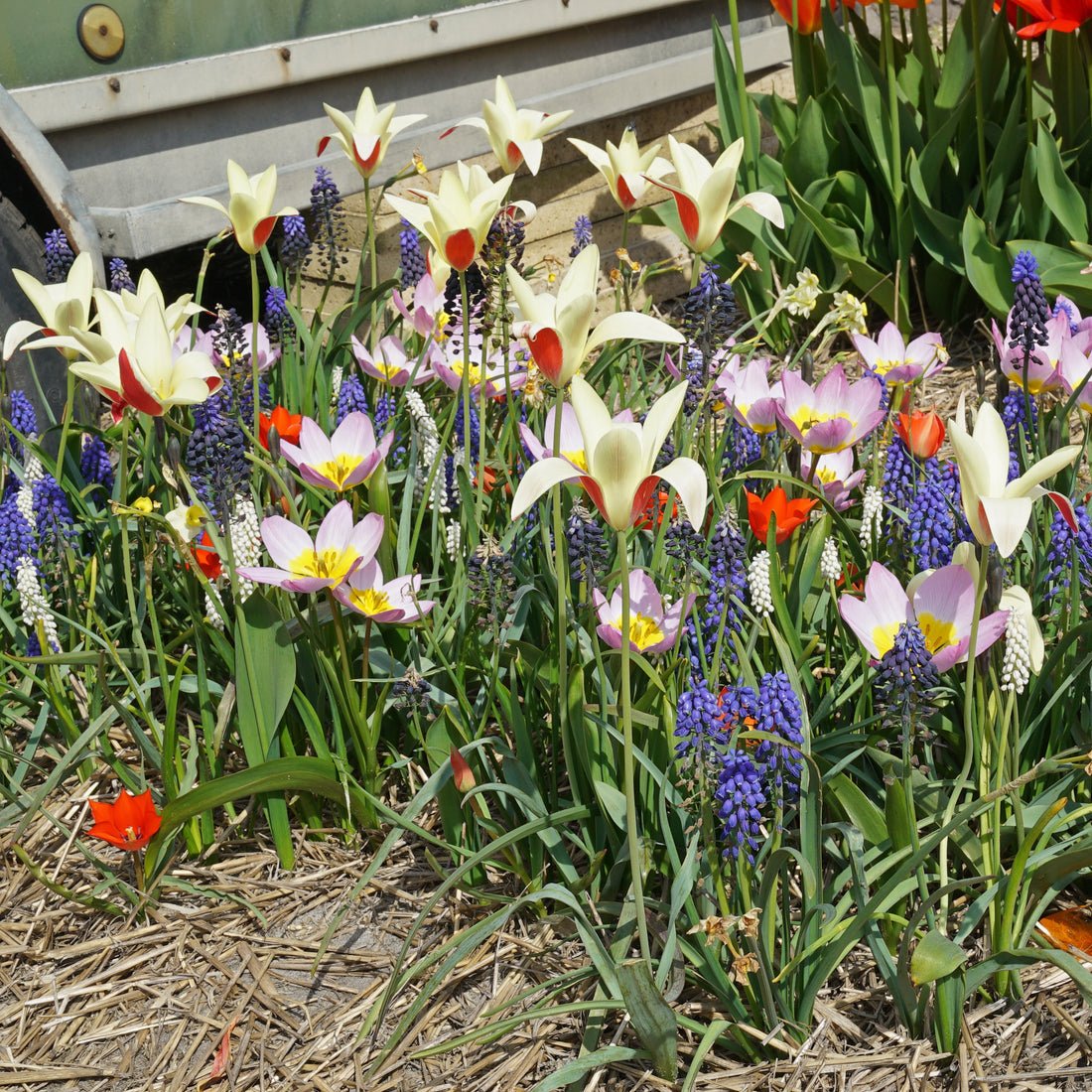 De Doos - Bundle - Fluwel