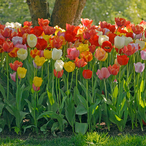 De Doos - Bundle - Fluwel