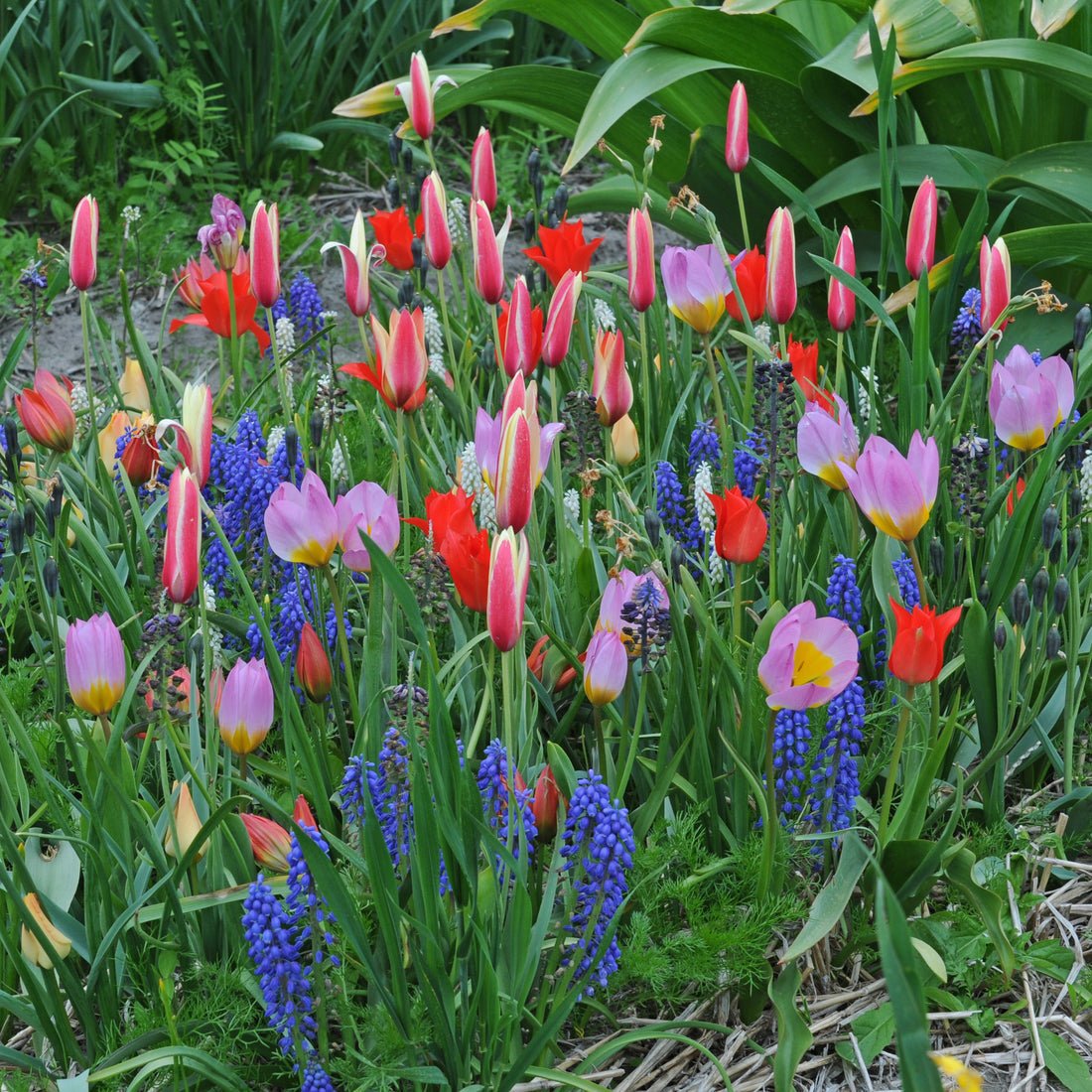 De Doos - Bundle - Fluwel