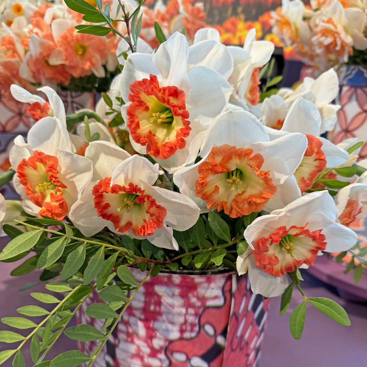 Debs Jewel - wit-oranje-rode Large-cupped narcis - Fluwel