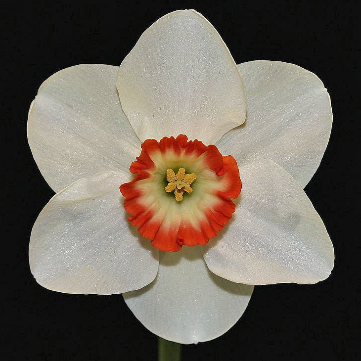 Dena - Small-cupped narcis - Fluwel