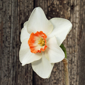 Dena - Special Narcissus - Fluwel