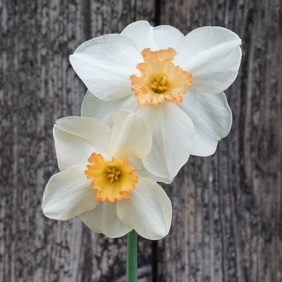 Discodip - wit-oranje-rode Small-cupped narcis - Fluwel