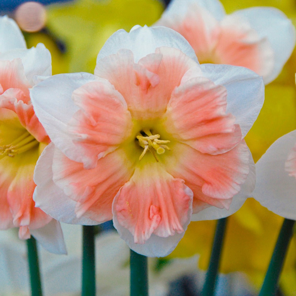 Diversity - Split-cupped narcis - Fluwel